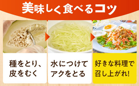 【栄養満点スーパーフード】青パパイヤ 約1kg（1-2個） 広川町 / 古賀萬壽果園[AFBK001]