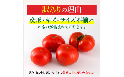 【先行予約】フルーツトマト 訳あり 約1kg <2027年1月〜発送> / 大小混合 1キロ トマト とまと ふるーつとまと 高知 桃太郎 完熟 糖度8度以上 濃厚 野菜 料理 サラダ マリネ おいし