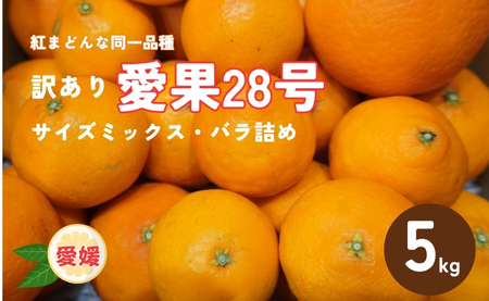 【2026年先行予約】 訳あり 愛果28号 5kg サイズミックス 【2026年12月中旬から順次発送予定】 紅まどんなと同一品種 みかん 愛媛 数量限定 柑橘 伊予市｜B220