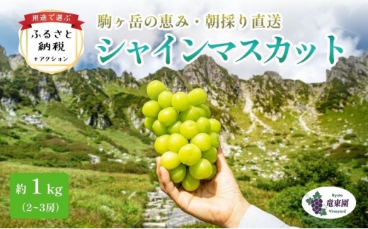 
                  【駒ヶ岳の恵み・朝採り直送】シャインマスカット 約600g 1～2房 中央アルプス 駒ヶ根産 種なし 皮ごと 山の雫 木曽駒ヶ岳 宝剣岳 千畳敷カール 寒暖差 信州 長野 ぶどう 2026[№5659-1660]
                
