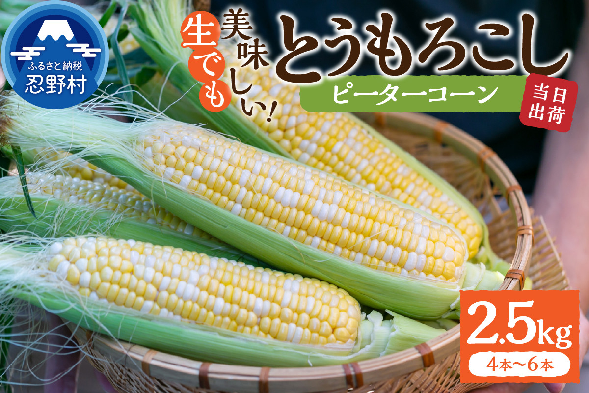 
            《先行予約》 富士北麓忍野村の気候、水、自然で作られた朝採りトウモロコシ《ピーターコーン》4本～6本（約2.5㎏）※2025年8月上旬～9月下旬頃に順次発送予定
          