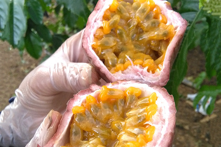 小池さん家の パッションフルーツ 約 2kg ( 20玉 以上 ) 果物 フルーツ くだもの 2キロ 沖縄 果実 南国フルーツ 沖縄県産 美味しい 甘い あまい 甘み 酸味 爽やか 産地直送 農家直送