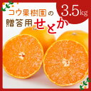 【ふるさと納税】コウ果樹園の贈答用【せとか】3.5kg(バラ詰め)【C33-34】【1457340】