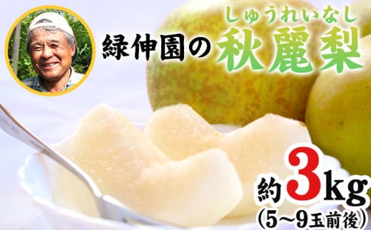 『緑伸園』の秋麗梨 期間限定 たっぷり約3kg 5～9玉前後 《8月上旬-8月下旬頃出荷》 なし 秋麗 果物 スイーツ フルーツ デザート スムージーにも 熊本県玉東町産