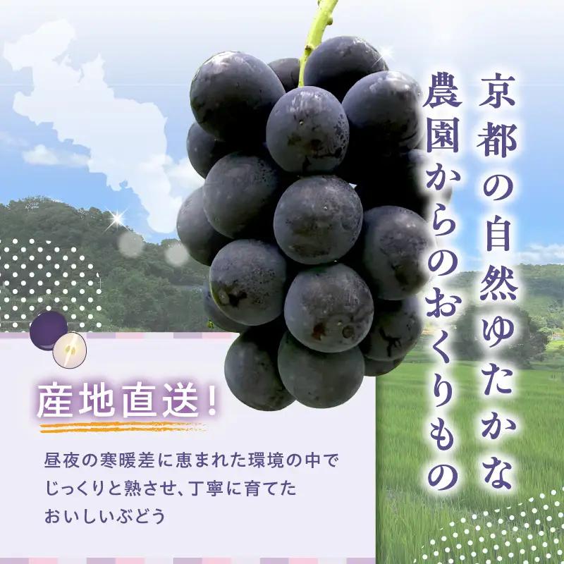 2026年 ナガノパープル 約1kg 京都木津川市産 フルーツ 106-03