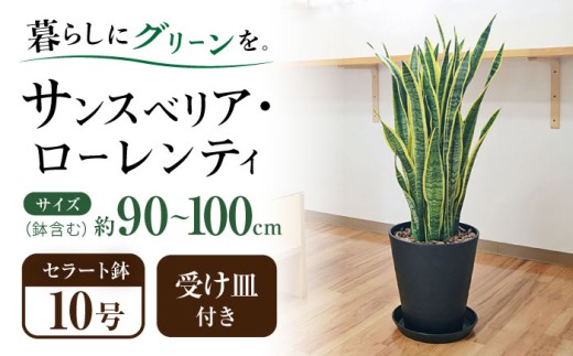 観葉植物  サンスベリア  ローレンティ 10号 ブラックセラート 鉢植え インテリア / サンスベリア 鉢植え 観葉 植物 インテリア おしゃれ プレゼント / 大村市 /琴花園[ACYK013]