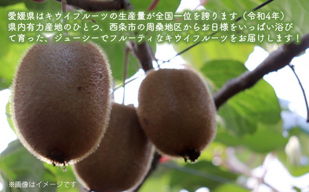 【先行予約】 愛媛県西条産 「キウイフルーツ」（JA周桑） 4Lサイズ12玉入り　大玉サイズ キウイ　2025年2月～3月発送