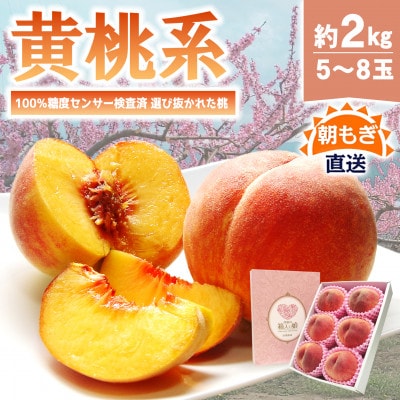 朝もぎ直送!『黄桃系』5～8玉  選び抜かれた桃【配送不可地域：離島】