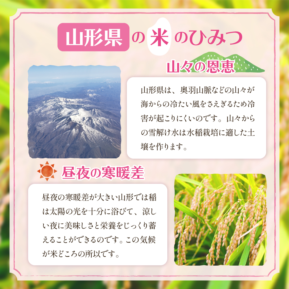 【令和6年産 先行予約】はえぬき15kg (2025年4月前半送付)JA提供 山形県 東根市 hi002-027-041