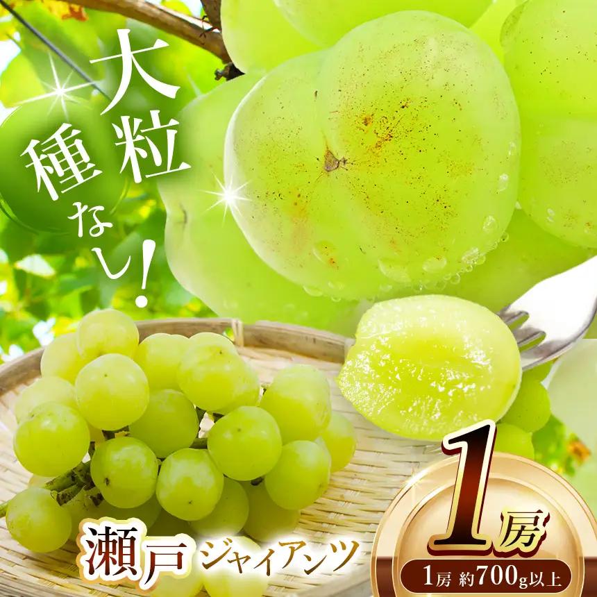 【先行予約】瀬戸ジャイアンツ 1房約700g～ | フルーツ ぶどう 詰合せ 兵庫県 上郡町【発送は2026年9月1日～2026年9月30日頃予定】