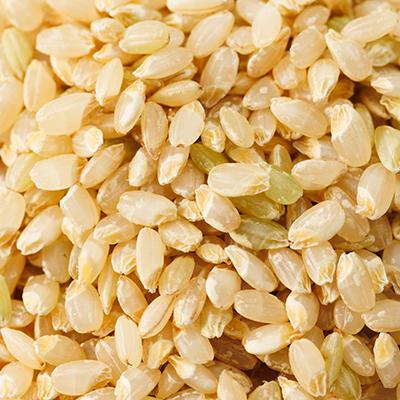ふるさと納税 津山市 【突鉱土育ち】巨大胚芽米CoCoRo 5kg |  | 02