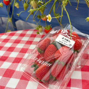 スマイルファーム 贅沢いちご よつぼし 約1kg  FAF-0038