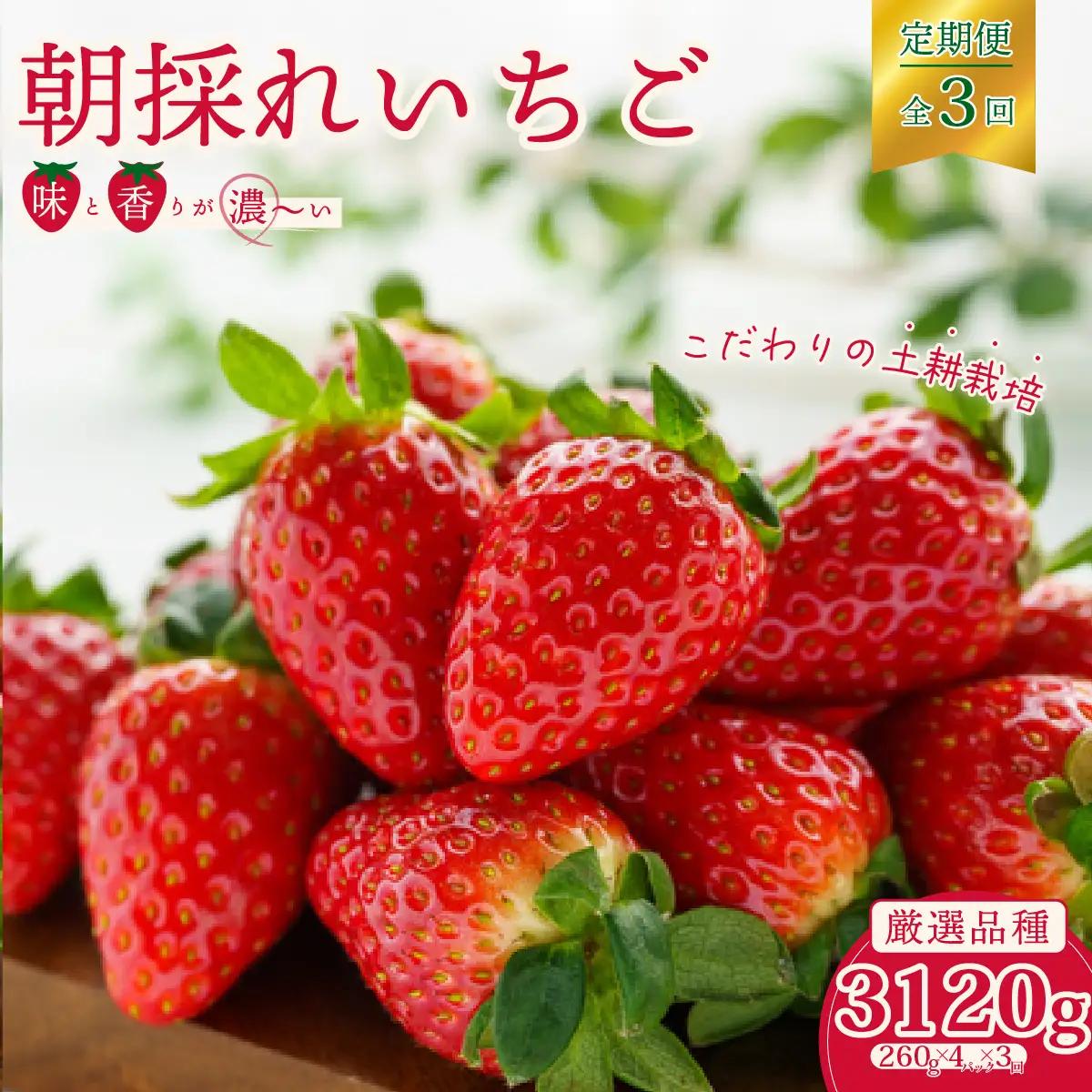 いちご【定期コース】厳選いちご3種 ４パック× 3回発送《2027年1月以降順次発送》