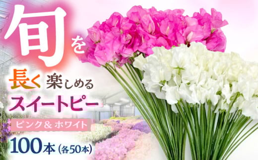 【2026年1月以降発送】【生産農家直送！】スイートピー 花束 100本（ピンク＆ホワイト）【木下農園】お花 生花 ギフト 贈り物 プレゼント すいーとぴー  flower フラワー ふらわー 花 はな 切り花 インテリア 植物 お祝い 誕生日 親孝行  佐賀県 白石 [IBW005]