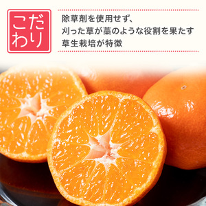 【令和7年4月下旬頃～発送】L-59 新宮みかん園の不知火（小玉）５ｋｇ　みかん ミカン 蜜柑 たらみかん 太良みかん 不知火みかん しらぬひ デコポン でこぽん 温州みかん 完熟みかん 甘熟 柑橘 