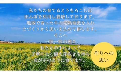 【先行予約】極めて甘い白いとうもろこし ロイシーコーン 6月中旬より発送 おすすめ コーン トウモロコシ 採れたて 新鮮 健康 ヘルシー 人気 厳選 袋井市