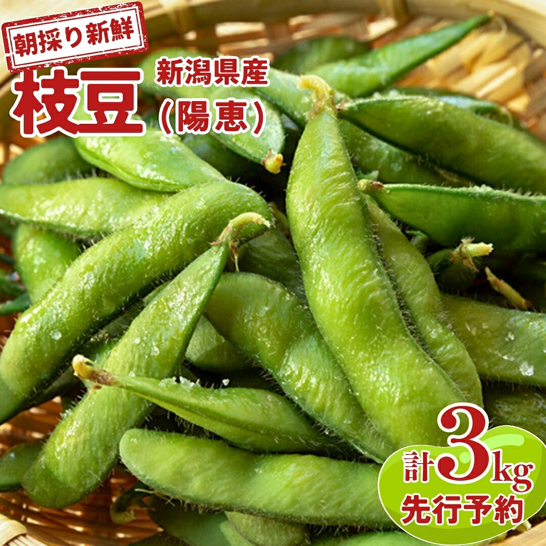 【ふるさと納税】 先行予約 新潟県産 枝豆 3kg [2026年6月下旬発送予定] 朝採りをお届け 枝豆（陽恵） [堀川農園] 【030S009】