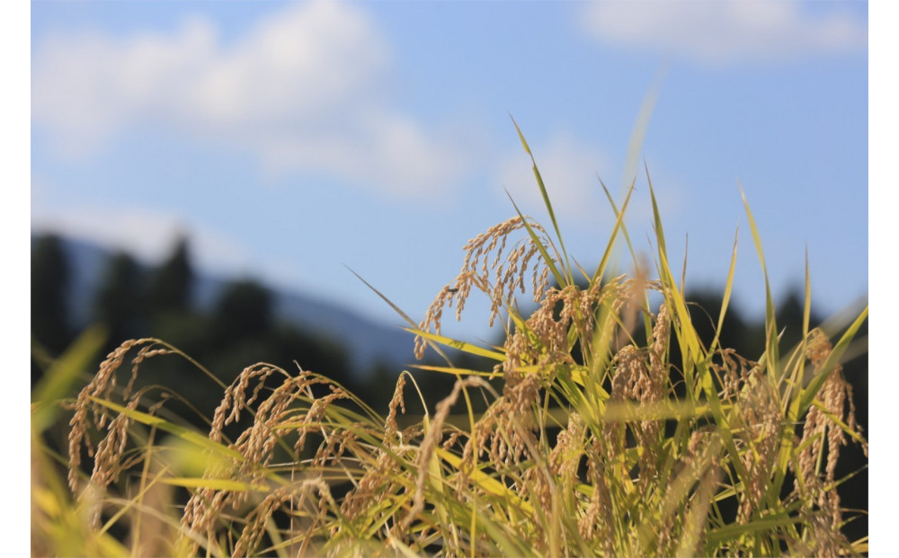 【令和7年産新米】2kg/南魚沼産コシヒカリ　うちやま農園のお米/発祥の地