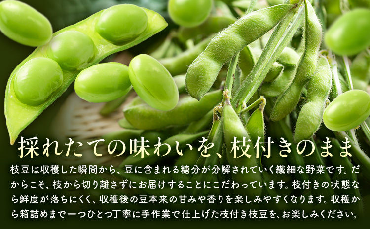 枝豆の聖地・千葉県野田市産！枝付き枝豆 約2kg