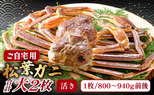 【活き】ご自宅用松葉ガニ　大　２枚【松葉ガニ 松葉がに 松葉蟹 まつばがに かに カニ 冷蔵 チルド ブランド ズワイガニ 活き 自宅用 冬 国産 季節限定 お取り寄せ 鳥取県 日吉津村 日本海】