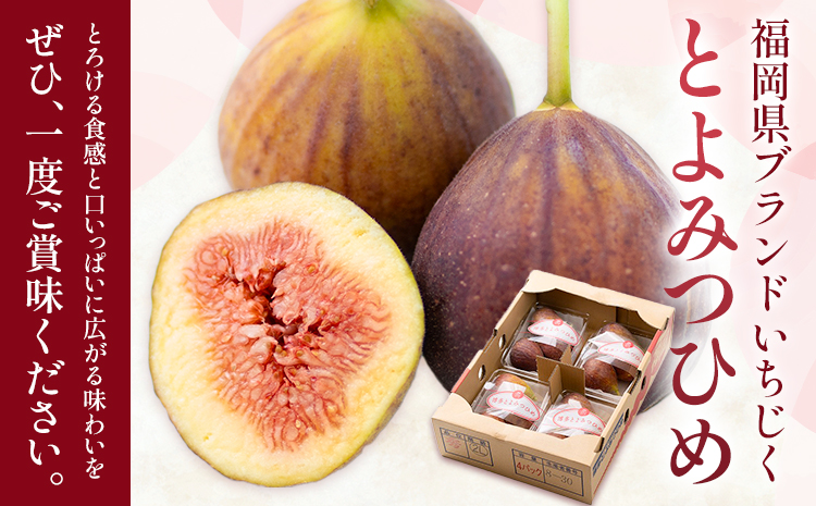 いちじく 無花果 とよみつひめ 約1.2kg 約300g × 4パック 南国フルーツ株式会社《8月上旬-10月末頃出荷》福岡県 鞍手町 福岡県産 いちじく フルーツ 果物---skr_cnngkt_a
