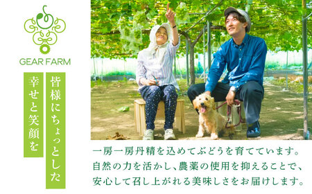 【2025年先行予約】【数量限定】【ご自宅用】旬の味わいを産地直送で！シャインマスカット 2房（約1kg）簡易包装 訳あり 島根県雲南市/ギアファーム[AIAB002]