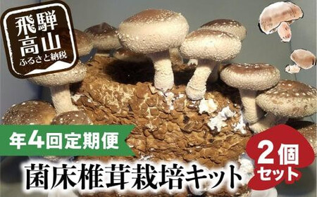 【2月発送開始】 定期便 菌床椎茸栽培キット 2個×全4回（2月・5月・10月・1月に発送）| しいたけ シイタケ 椎茸 栽培キット きのこ 栽培 菌床 しいたけ菌 椎茸菌 栽培ブロック 採れたて とれたて 夏休み 自由研究 園芸 食育 飛騨高山きのこの里 GK101VC02