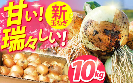 【先行予約】江北町産 新玉ねぎ 10kg【こうふく農園】 [HBA002] たまねぎ 玉ねぎ 新たまねぎ 早生 野菜 たまねぎ 玉ねぎ