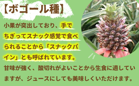 【先行受付】石垣パイン 3個セット ボゴール種【2026年5月初旬～6月初旬発送予定】MI-004