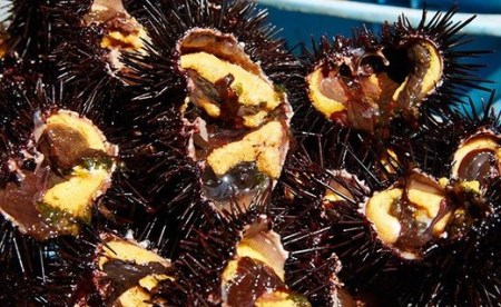 【旨みが凝縮！】三陸産塩うに 80g×1本 数量限定 塩うに