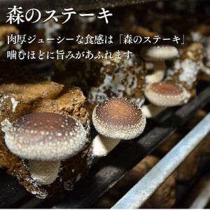 大粒 肉厚国産 生しいたけ 11粒 ＋ 乾ししいたけ (スライス50ｇ×２) | しいたけ  株式会社レインボー
