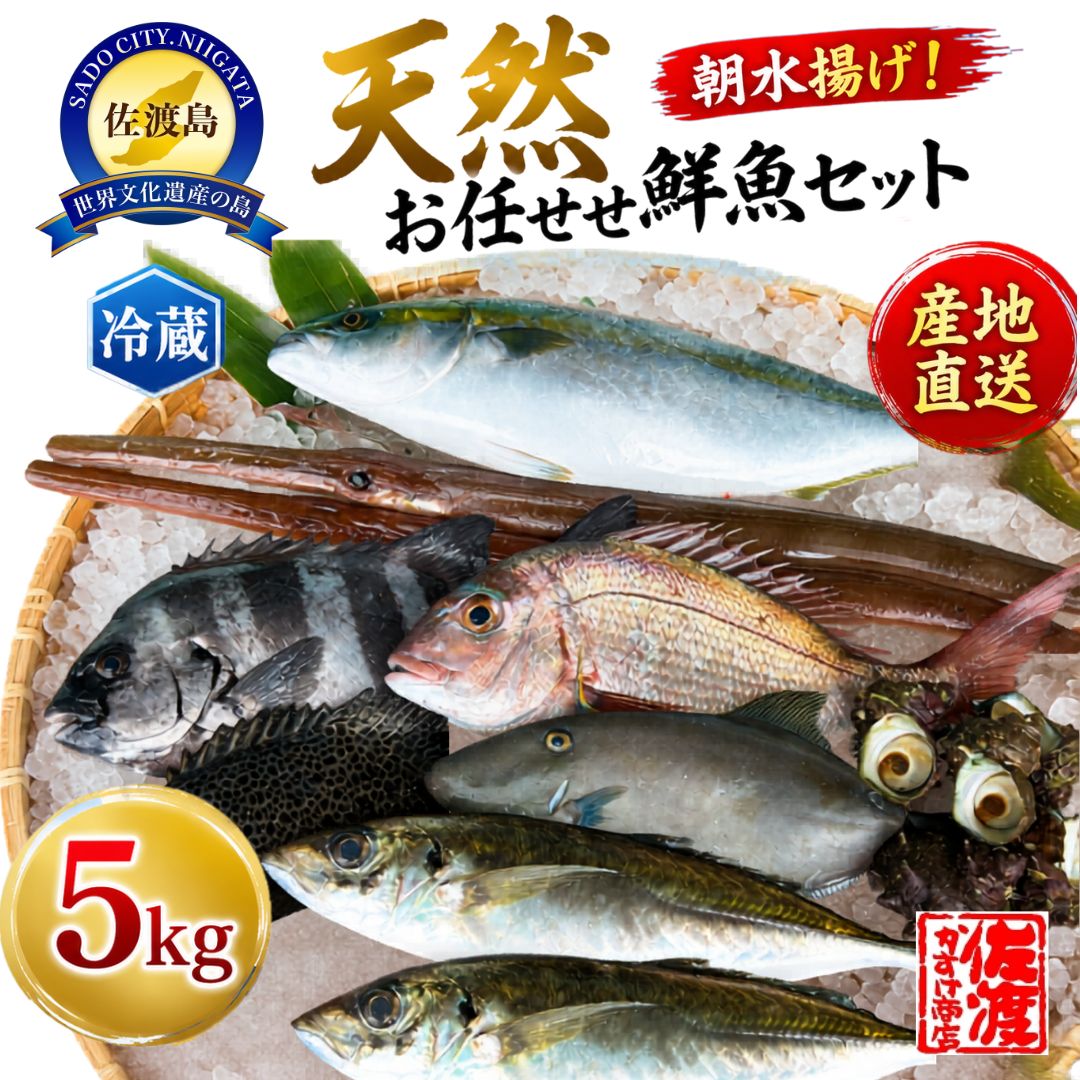 【ふるさと納税】鮮魚セット 5kg 佐渡産 天然 お任せ鮮魚 朝水揚げ 即日発送 翌日お届け 旬の魚 朝獲れ 魚 お魚 さかな 地魚 詰め合わせ 産地直送 冷蔵 海鮮 魚介 刺身 煮魚 焼き魚 フライ アラ汁 おかず ごちそう お取り寄せ 新潟県 佐渡市 ※2026年10月1日以降順次発送