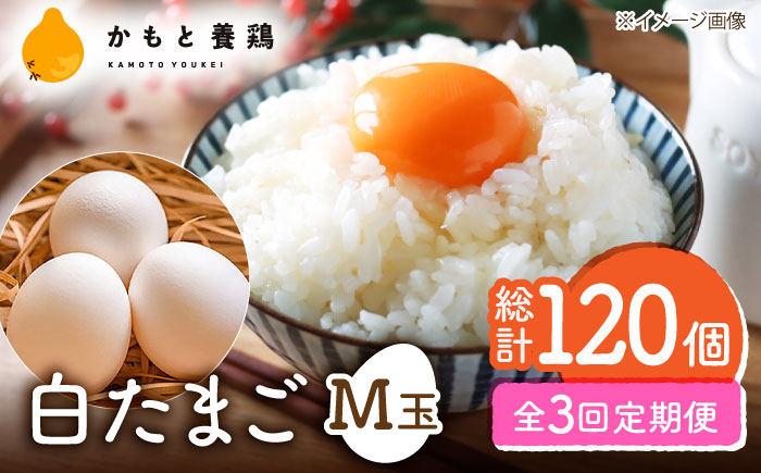 【全3回定期便】【化粧箱入り】白たまご M玉 40個（37個＋3個割れ保証）【農事組合法人 鹿本養鶏組合】 [ZCA010]