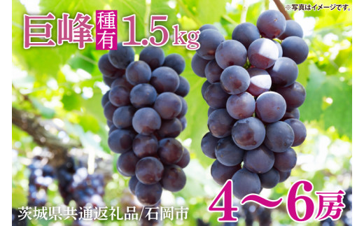 【2026年8月中旬より順次発送】★数量限定★種あり巨峰 約1.5kg(4～6房)【茨城県共通返礼品/石岡市】｜ぶどう 葡萄 果物 くだもの フルーツ 巨峰 石岡市 茨城県 行方市 人気 数量限定 送料無料(HL-1)
