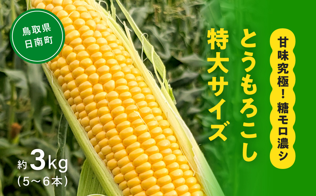 
                  甘味究極！ 糖モロ濃シ 特大サイズ 3kg(5～6本)【とうもろこし】朝どれ直送 スイートコーン 産地直送 【配送不可地域：離島】 鳥取県日南町 星の農園
                