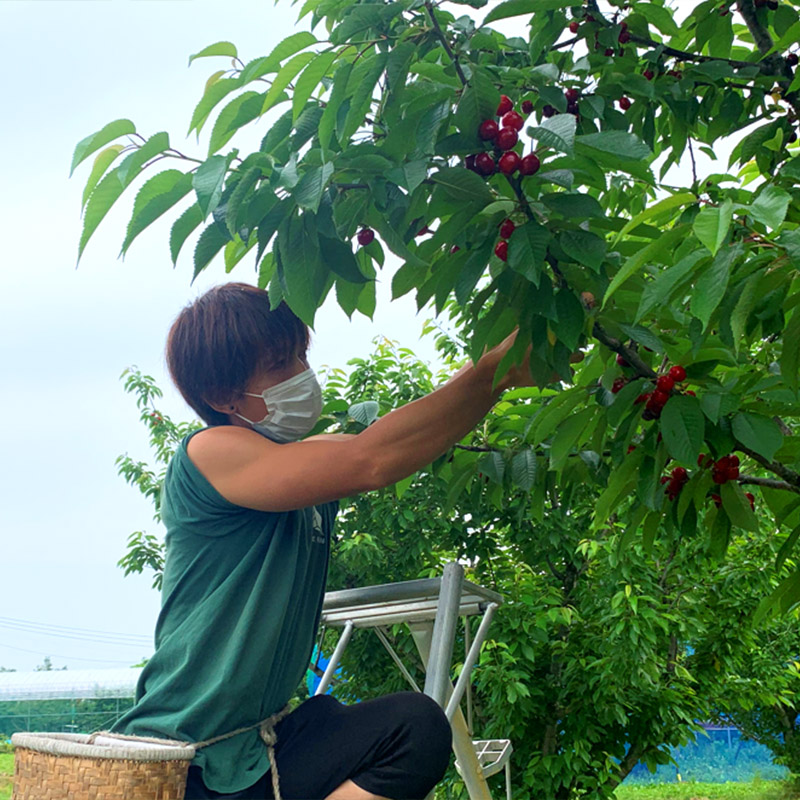 さくらんぼ 「紅秀峰」 600g 特秀品 2Lサイズ以上 山形産【令和9年産先行予約】 FS24-037