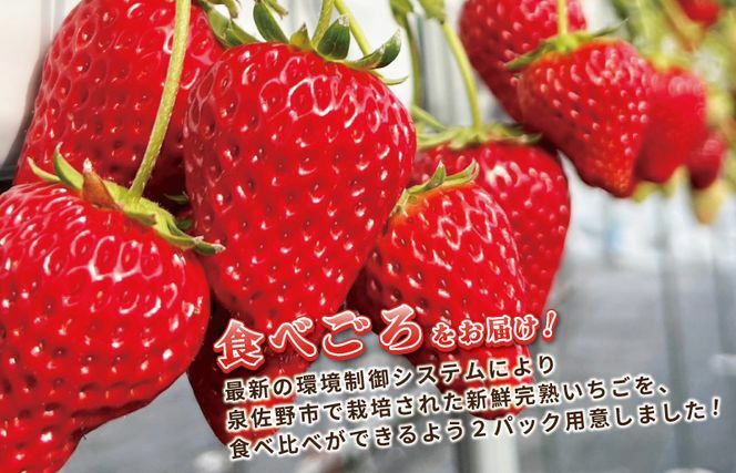 【先行予約】完熟新鮮 いちご 食べ比べ 2パック 合計540g以上 G1218