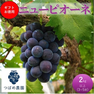 ニューピオーネ お徳用 数量限定 岡山県産 ニューピオーネ【2kg以上 3～5房】【先行予約】