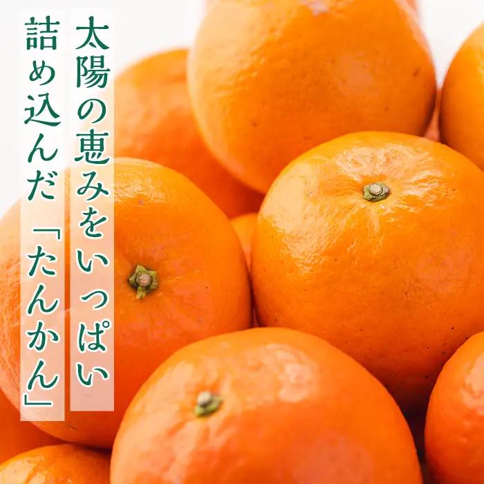 たんかん 5kg・約40個 鹿児島 柑橘 【種子屋久農業協同組合】n204