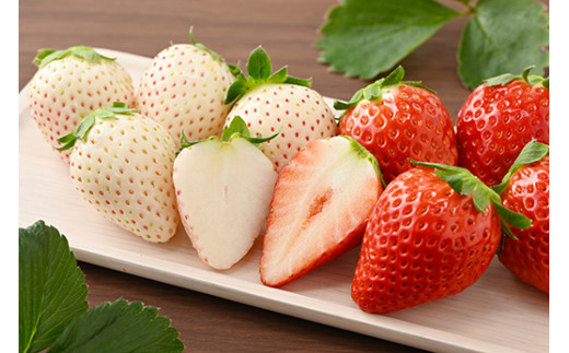 【定期便】栃木のいちご3ヶ月お届け 食べ比べセット（スカイベリー・とちあいか・ミルキーベリー）6パック×3回 ※2024年1月～3月頃に順次発送 ※離島への配送不可 ※着日指定不可