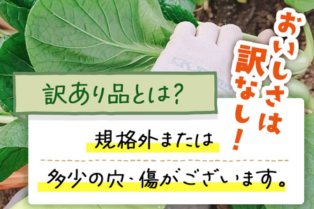 山形県白鷹町産【訳あり】とれたて小松菜（5kg）個数限定 国産 旬 野菜 やさい こまつな