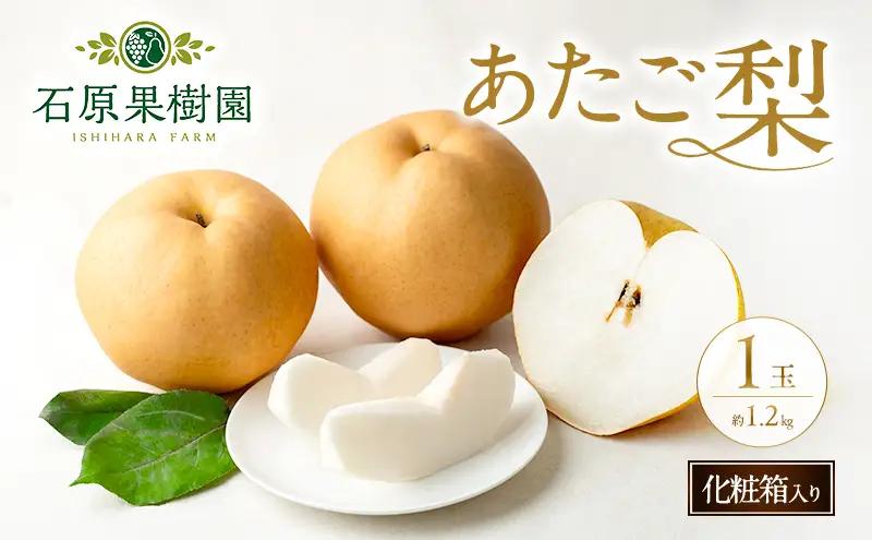 梨 あたご梨 化粧箱 岡山県産 梨【1玉 約1.2kg】【先行予約】