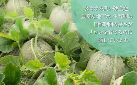 【令和6年産先行予約】産地直送！庄内砂丘メロン約5kg (3～5玉) 山形県鶴岡市　佐藤農園　A06-630