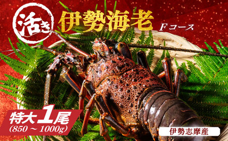 特大 活き 伊勢海老 1尾 約850～1000g 山金商店 伊勢えび 伊勢えび 伊勢えび 伊勢えび