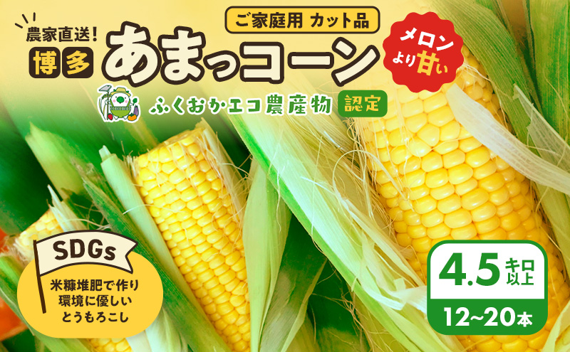 【来年度受付予約：2026年6月より発送】とうもろこし 農家直送！SDGs米糠堆肥で作った環境に優しいメロンより甘い 博多あまっコーン ご家庭用 カット品 4.5キロ以上 (12～20本) /酒見農産/トウモロコシ ※配送不可：離島