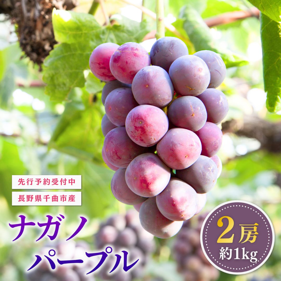 【ふるさと納税】【2025年先行予約】ぶどう 家庭用 ナガノパープル 約1kg 2房|葡萄 グレープ 果物 フルーツ ナガノパープル 1kg 信州ぶどう 信州葡萄 産地直送 種無し 皮ごと食べれる 巨峰とリザマートから誕生 黒ぶどう長野パープル 信州 長野 千曲市 送料無料