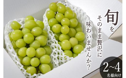 ＜2026年発送先行予約＞南アルプス市産 シャインマスカット 2房入り(約1.1kg)  ALPAL009