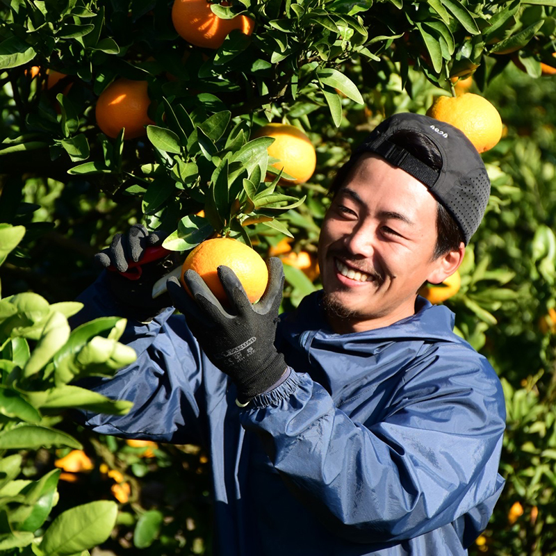 【2027年2月頃から順次発送】春を呼ぶ はるか 家庭用 5kg | みかん 5kg みかん 愛媛 みかん 松山 みかん 農家直送 家庭用 柑橘 愛媛 松山 北条 果物 フルーツ 産地直送 みかん 農