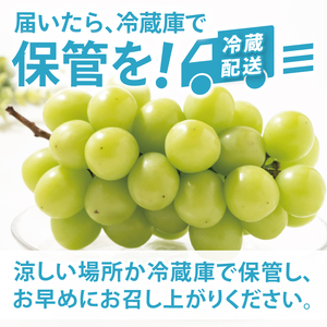 【先行予約】【数量限定】【2025年９月上旬～10月中旬発送】シャインマスカット家庭用約２kg（３～５房）【茨城県共通返礼品/石岡市】（MF-9）