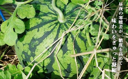 1【高級】八色原すいか大玉２玉